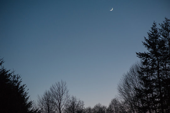 Trees silhouetted against a dark blue evening sky with crescent moon.