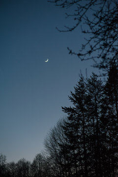 Trees silhouetted against a dark blue evening sky with crescent moon.