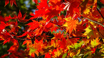 モミジ・秋の霞ヶ城公園（福島県・二本松市）