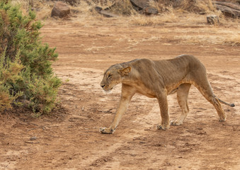 Full body portrait of female lion, Panthera leo, walking in dirt road as she hunts 