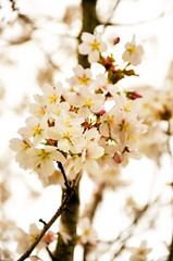 Paradise white apple flowers in Fulda, Hessen, Germany