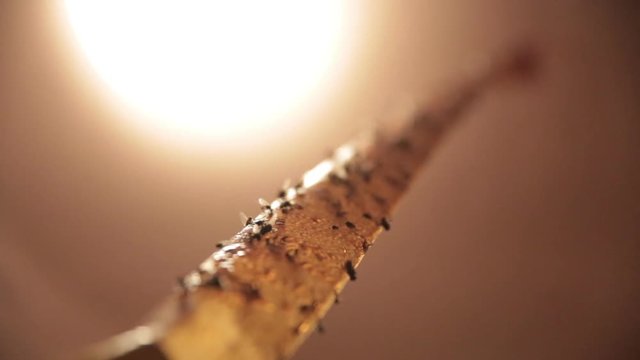 Flies on sticky tape under bright lamp
