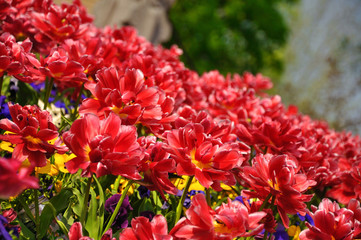 Red blossing tulips in Keukenhof park in Holland