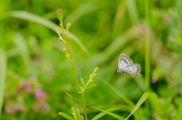 飛ぶゴマシジミ