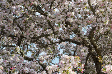 magnolia tree