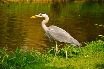 Great blue standing and eating heron in the park near the lake o