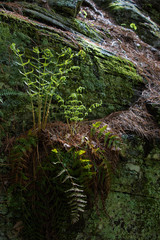 fern and moss