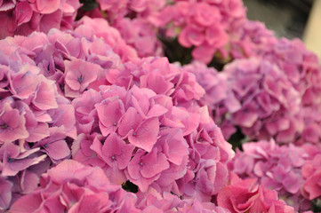 Pink hydrangea bodensee blossing in Keukenhof park in Holland