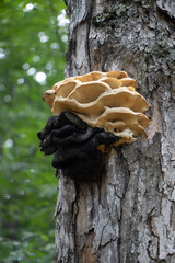 bracket fungi