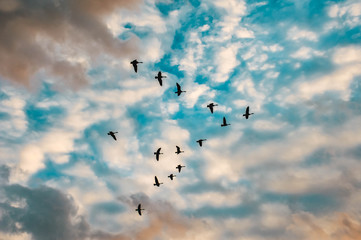 Birds in the sky