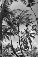 Under the palms 