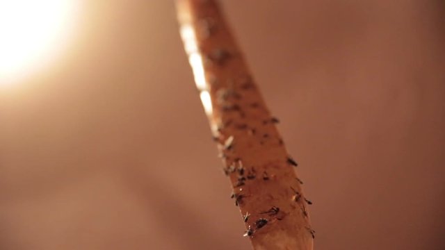 Dead flies on sticky tape