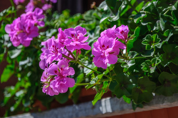 Purple beautiful flower Pelargonium of Geranium family