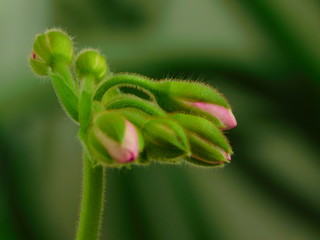 bud of a flower