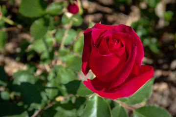 A red fragrant rose blooms in spring in a garden