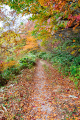 Autumn mountain path covered with fallen leaves