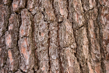 The bark of pine tree