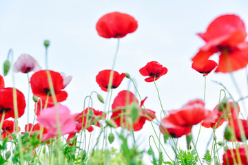 Fototapeta premium Shirley poppy