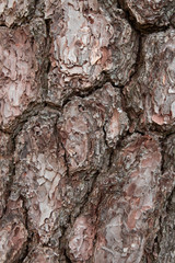 The bark of pine tree