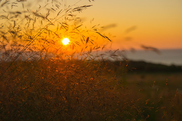 The setting sun shot through meadow grass.