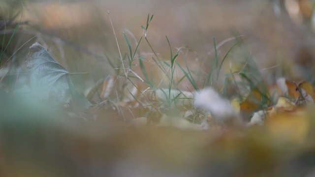 Fallen Autumn Leaves Abstract Bokeh