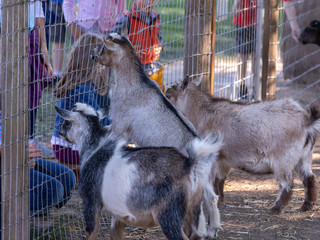 Children feeding goats at a farm