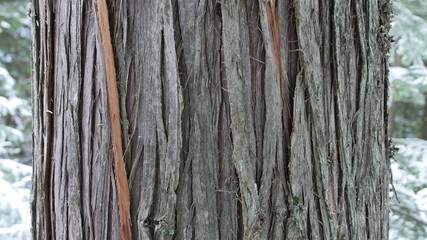 A close up of a cedar tree, with winter forest in the background.