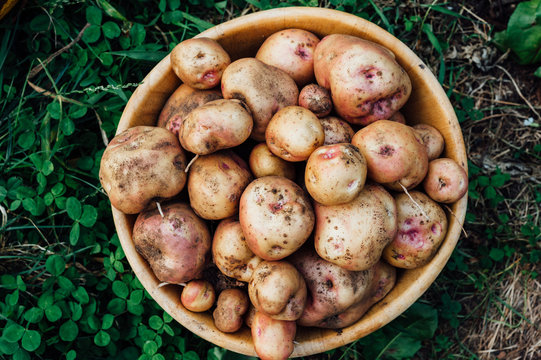 Group of freshly harvested sieglinde potatoes