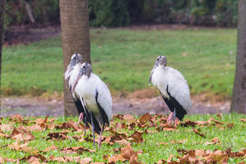 Standing Wood Storks