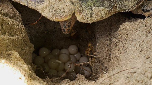 Hawksbill Turtle laying eggs on a pile of eggs into a dug nest