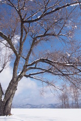 Fototapeta na wymiar 雪原の大木