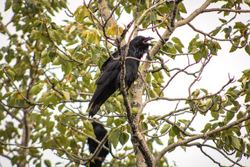 Raven in Alaska wilderness