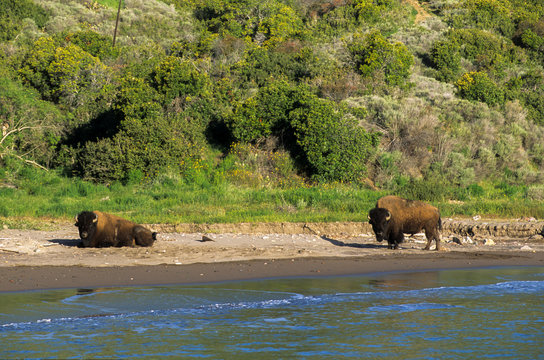 Buffalos on beach at Catilina Island, CLIFORNIA