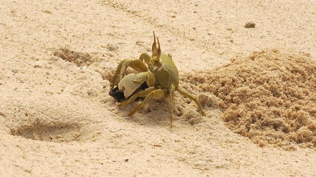 Ghost Crab dragging a dead hawksbill baby turtle back to its lair
