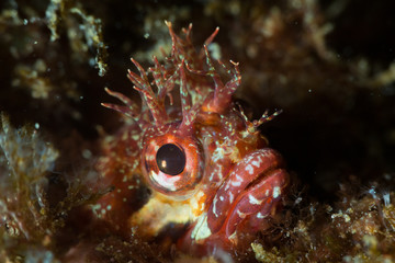 Fringehead