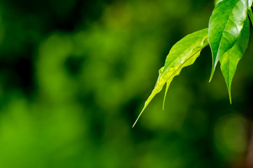 Closeup nature view of green leaf on blurred greenery background in garden with copy space using as background natural green plants landscape, ecology, fresh wallpaper concept.