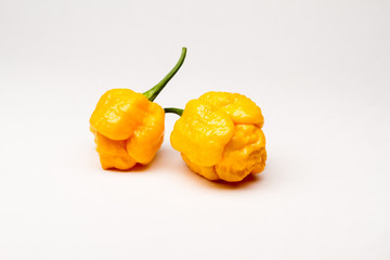 Yellow Moruga Scorpion - Super Hot Group