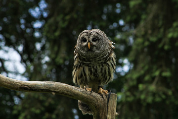Barred Owl