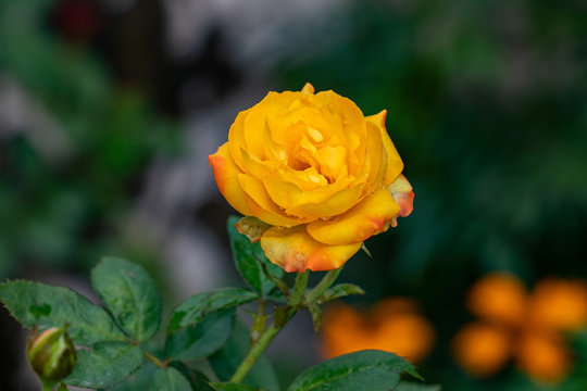 Yellow pink rose blooming in the garden