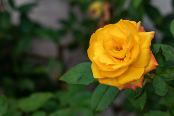 Yellow Pink Blossoming Rose