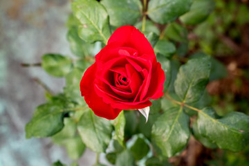 Red rose blooming in the garden, top view of rose