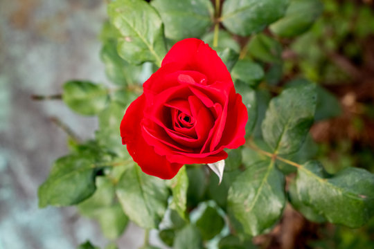 Red rose blooming in the garden, top view of rose