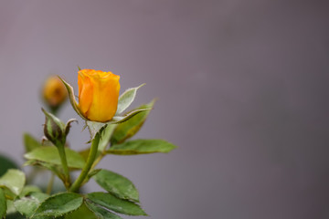 Yellow Rosebud blooming in the garden