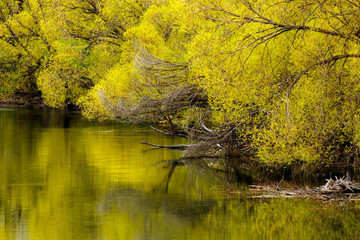Willow trees color reflected in Whitefish River, Montana