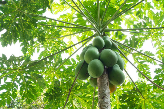 green papaya fruit on tree