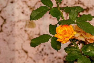 Yellow pink mixed rose blooming in the garden