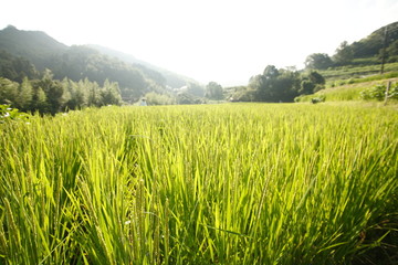 夏の稲