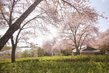 Fototapeta na wymiar 庭と桜01
