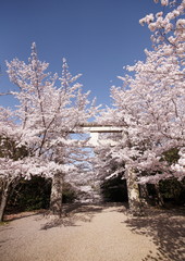 神社の桜02