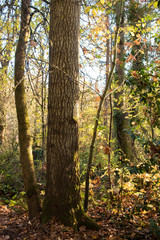 Mossy tree trunk on a sunny fall day